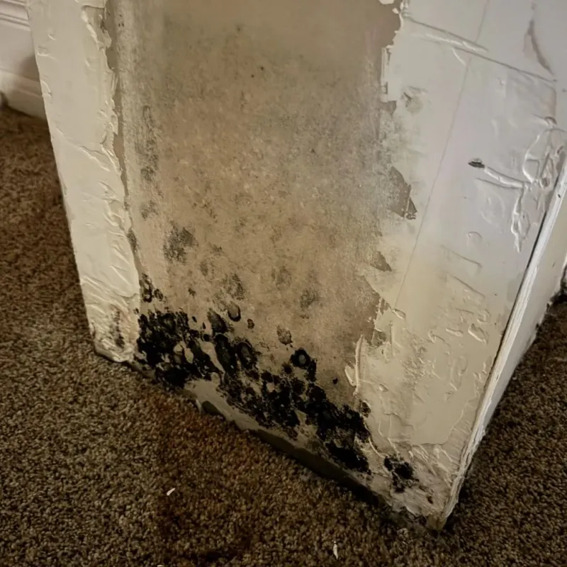 Professional Mold Removal in Lawton, OK